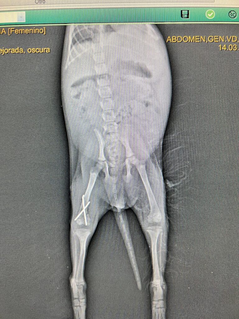 17880 hospital veterinario union la colina 768x1024