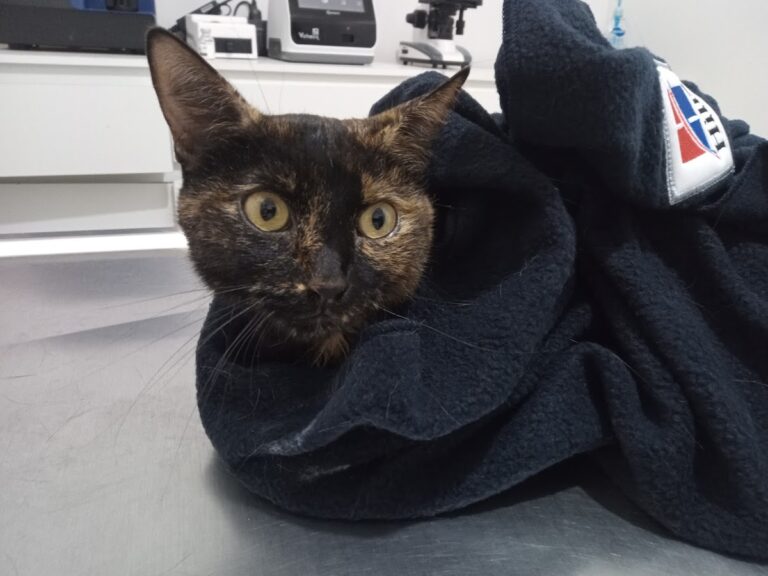 17890 hospital veterinario whippet 768x576