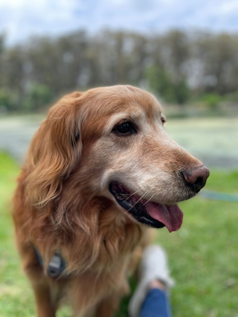 17892 go pets hospital veterinario veterinaria 768x1024