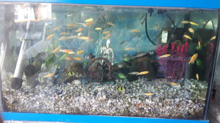 17902 clinica veterinaria 8220de jesus8221 768x432