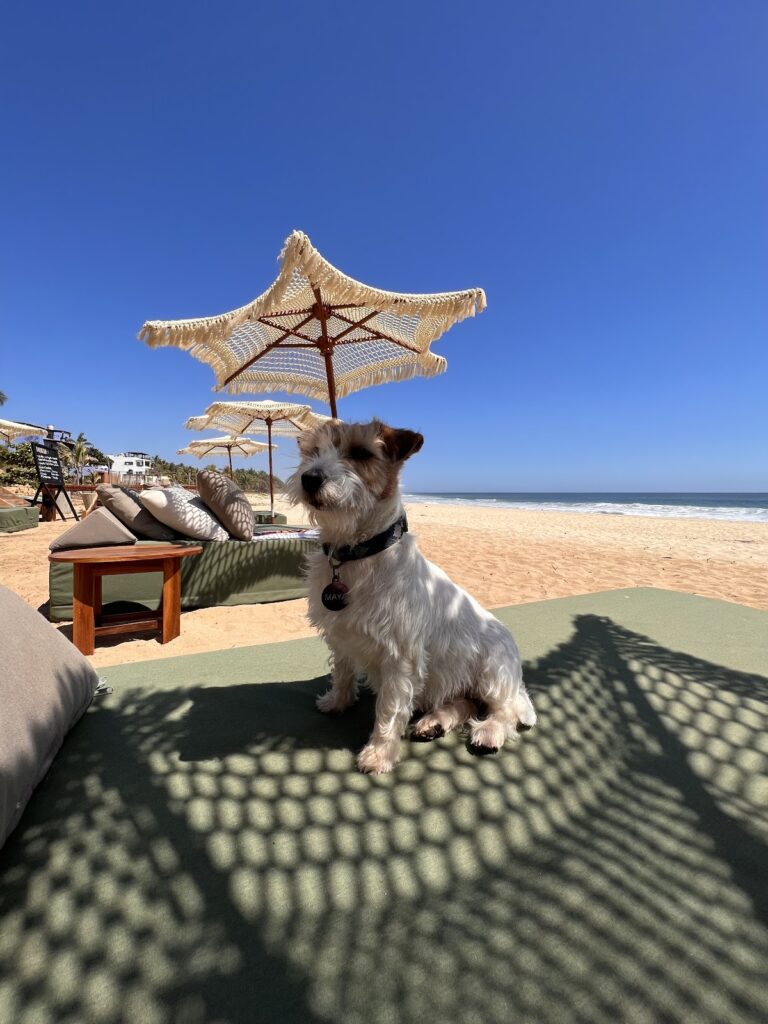 17906 clinica veterinaria puerto escondido 768x1024