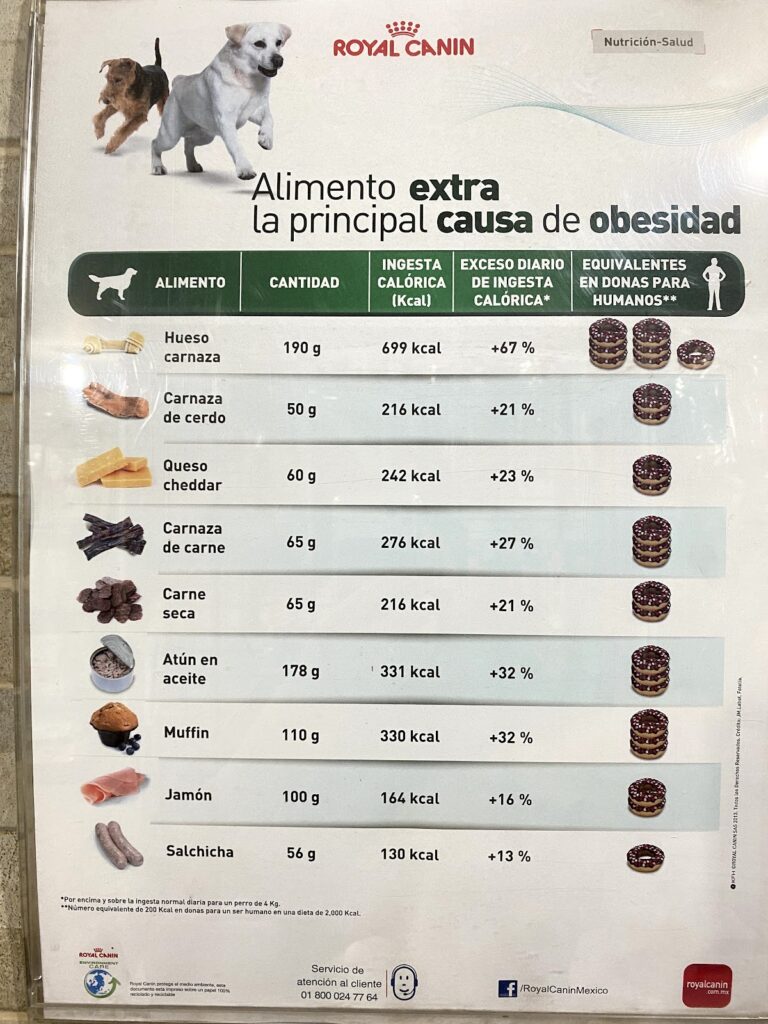 17922 hospital central veterinario 768x1024