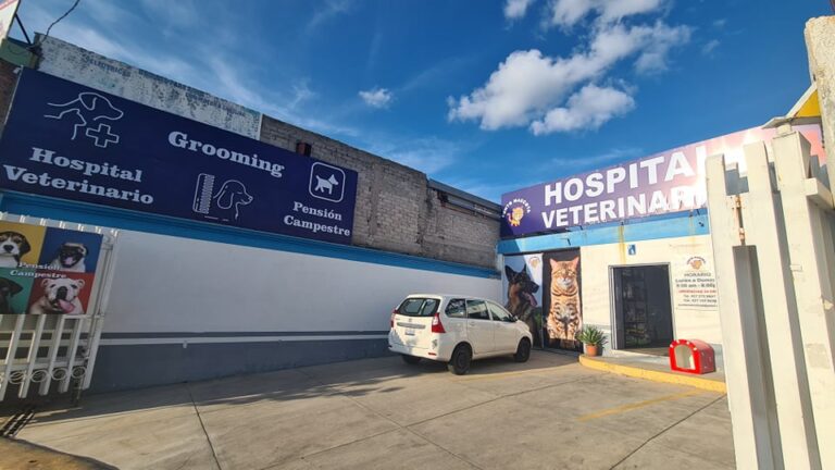 17934 hospital veterinario punto mascota 768x432