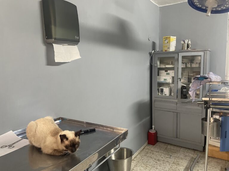 17956 especialidades veterinarias cancun 768x576