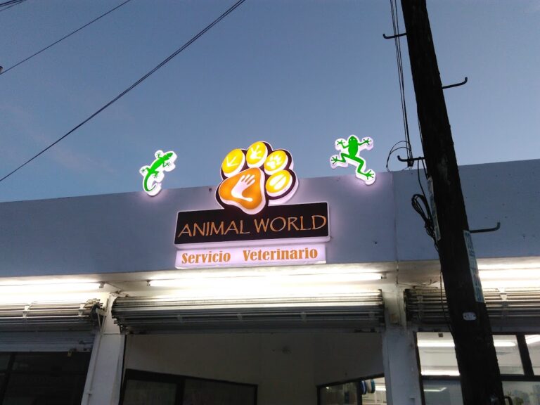 17962 mondo animal animal world 768x576