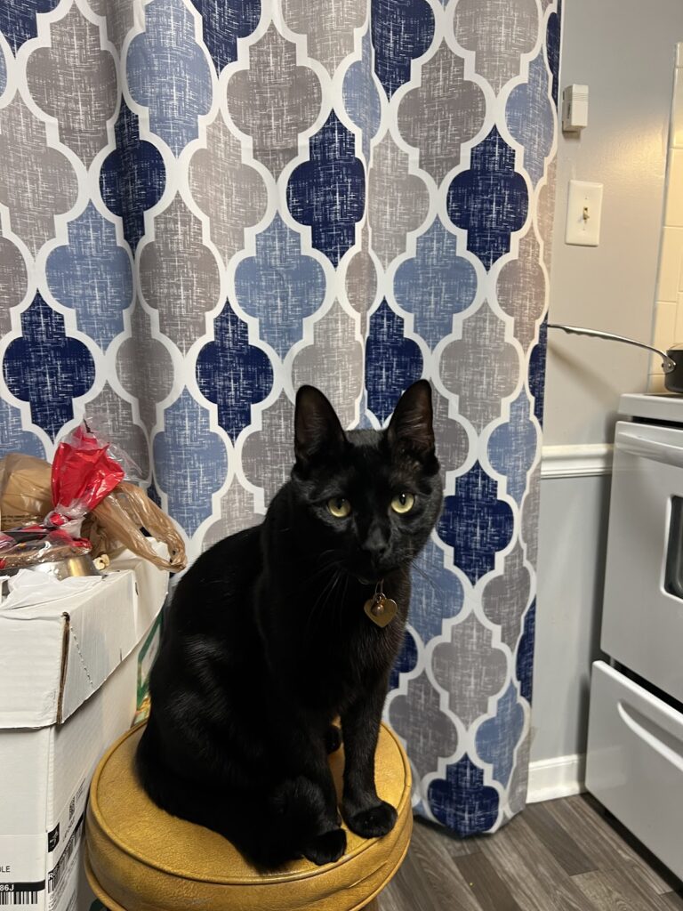 17964 small animal clinic 768x1024