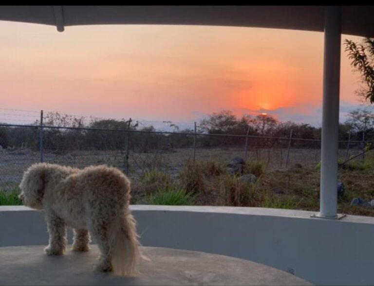 17966 clinica veterinaria tulum 768x589