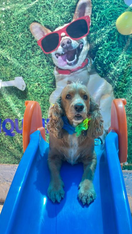 17976 hospital veterinario senor mascota culiacan