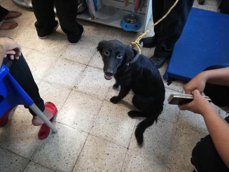 17982 clevet clinica de esterilizaciones veterinarias cancun 768x576