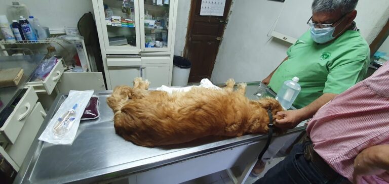 17984 clinica veterinaria 768x364