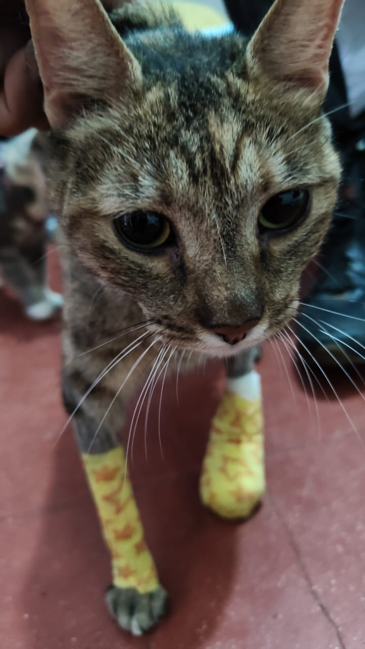 17986 hospital veterinario mascota palacio