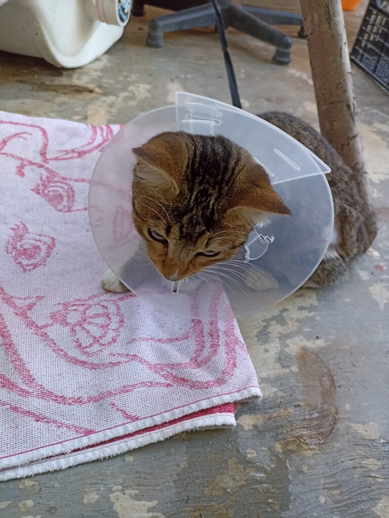 17990 clinica veterinaria probian chetumal 768x1023