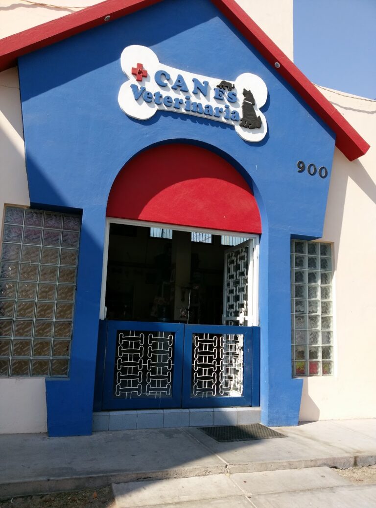 18017 canes 768x1036