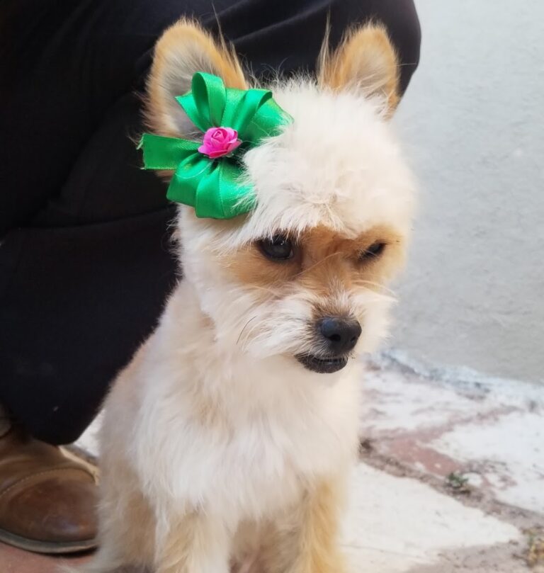 18021 hospital animal 768x809