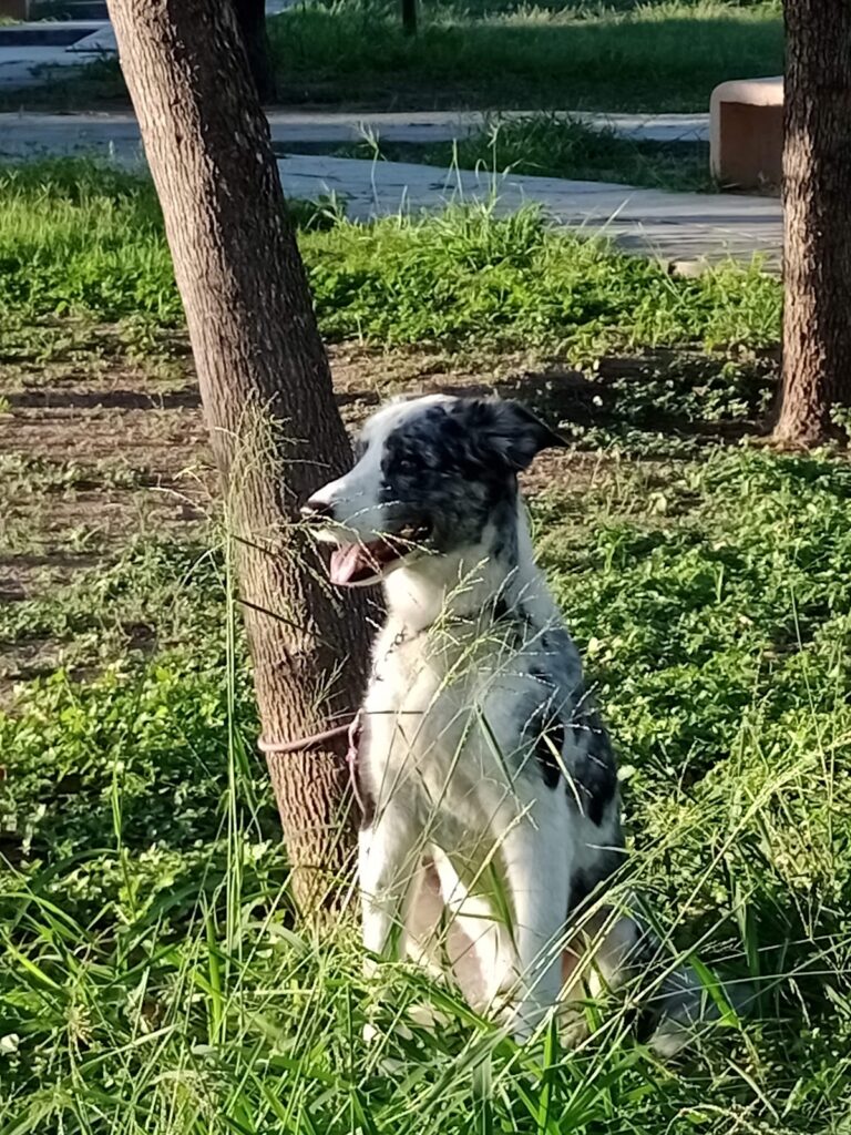 18025 vet care tamps 768x1024