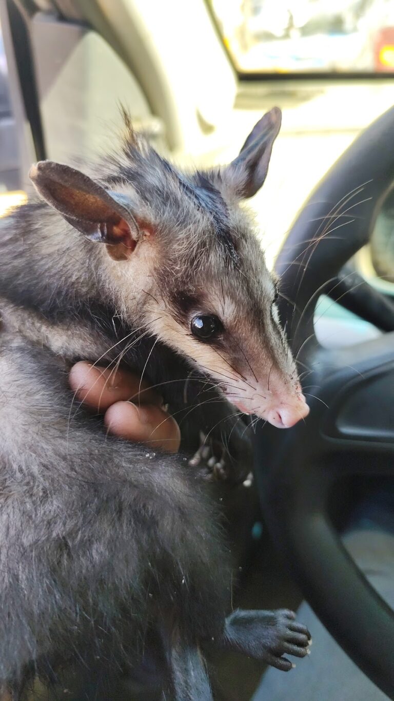 18027 hospital veterinario mazatlan 768x1365