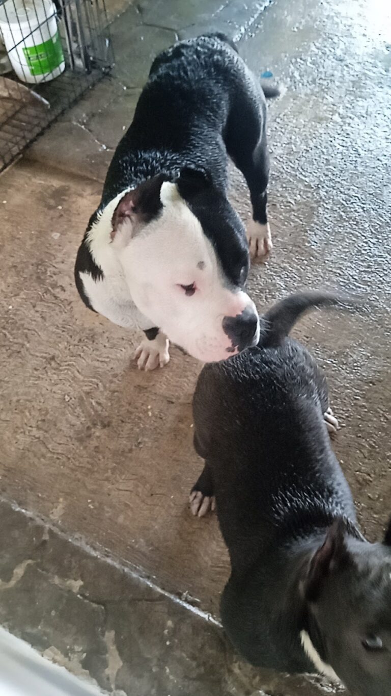 18029 clinica veterinaria vetson 768x1365