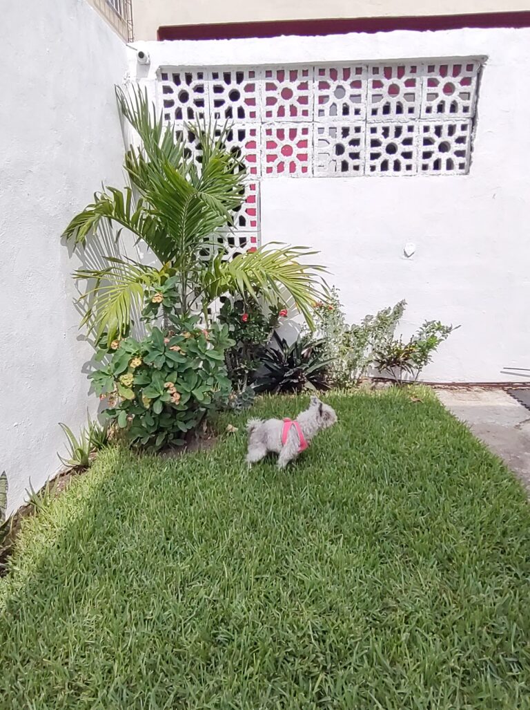 18031 san luis veterinary hospital 768x1027