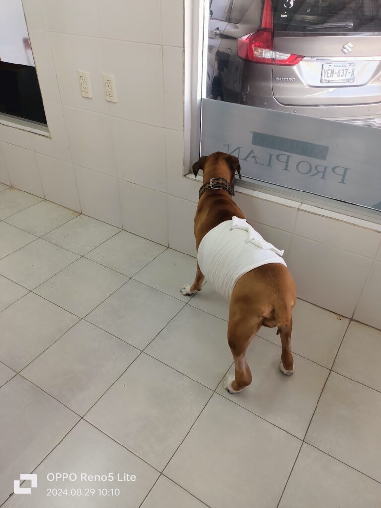 18042 hospital veterinario 768x1024