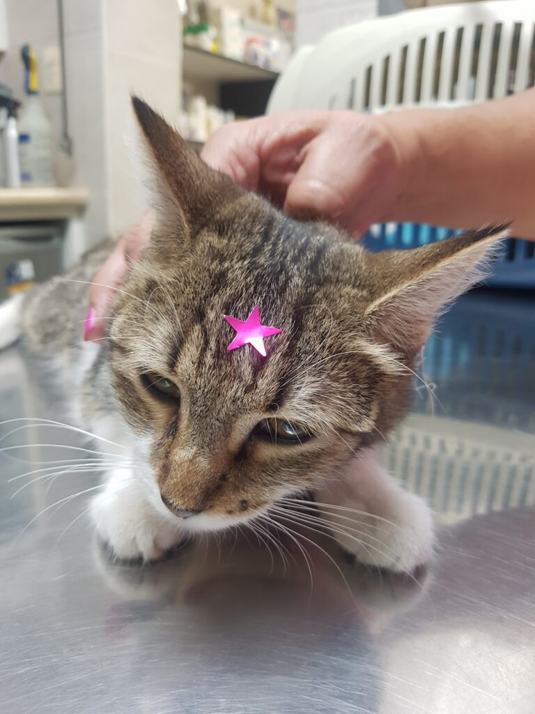 18054 hospital veterinario dr. hiram 768x1024