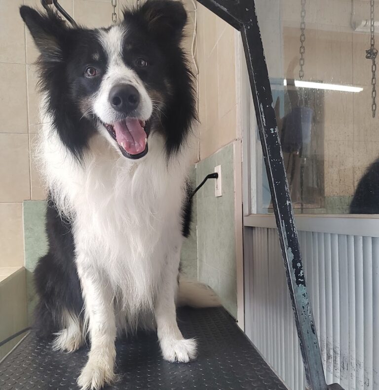 18066 clinica veterinaria de gante 768x789