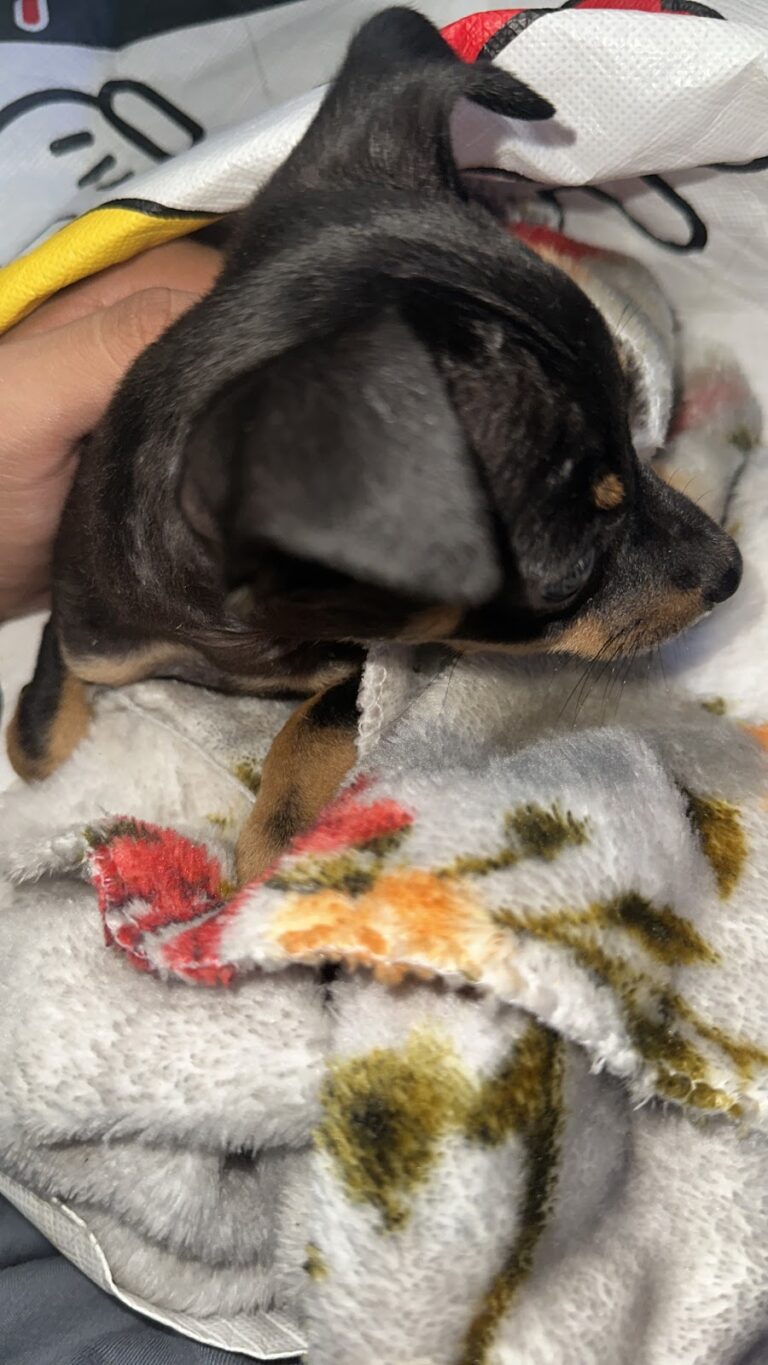 18076 dr. huerta veterinaria 768x1365