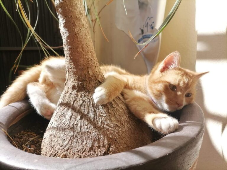 18082 hospital veterinario mac perros y gatos zacatecas 768x576