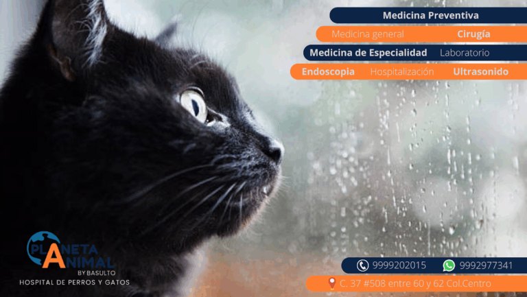 18107 medicina y cirugia para perros y gatos. planeta animal 768x433