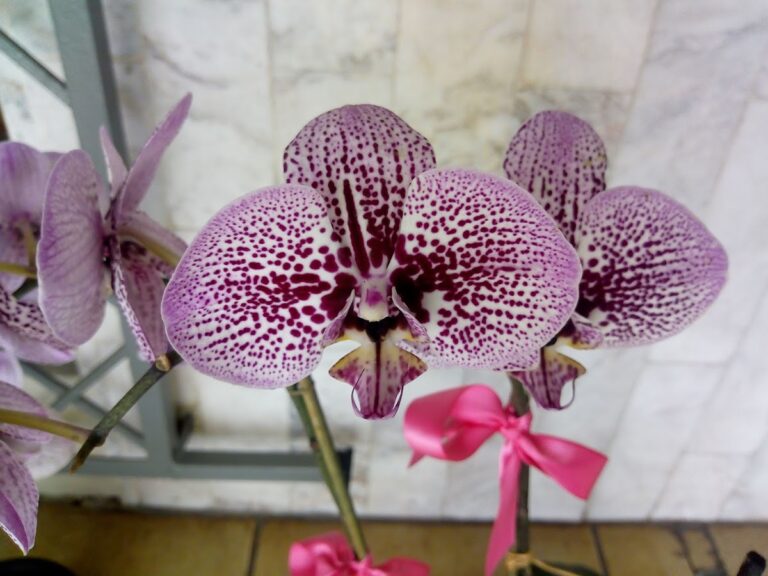 20741 estudio fotografico horacio chavez 768x576