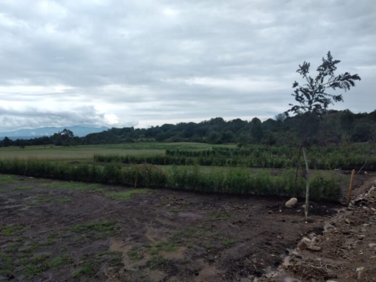 24286 incovimex 768x576