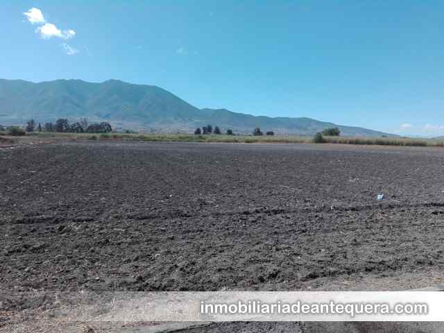 24536 inmobiliaria de antequera oaxaca