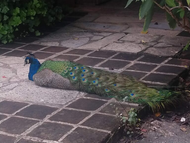 24694 notaria 176 lic. juan celydonio hernandez macal 768x576