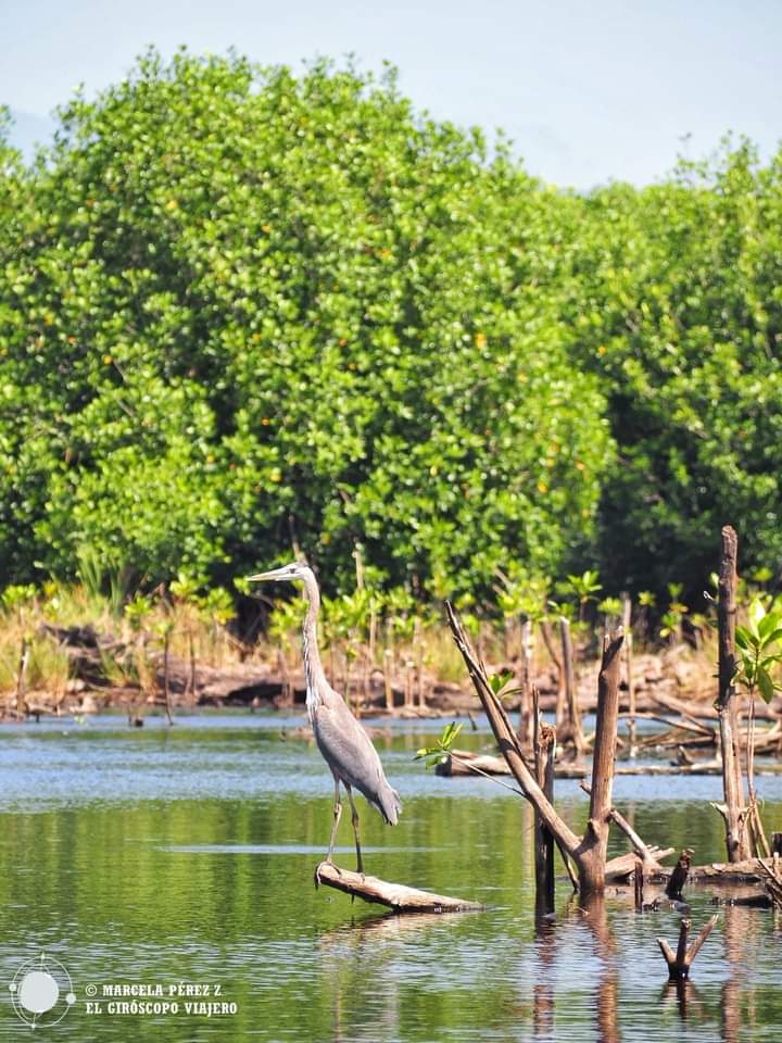 26324 paraiso puerto escondido