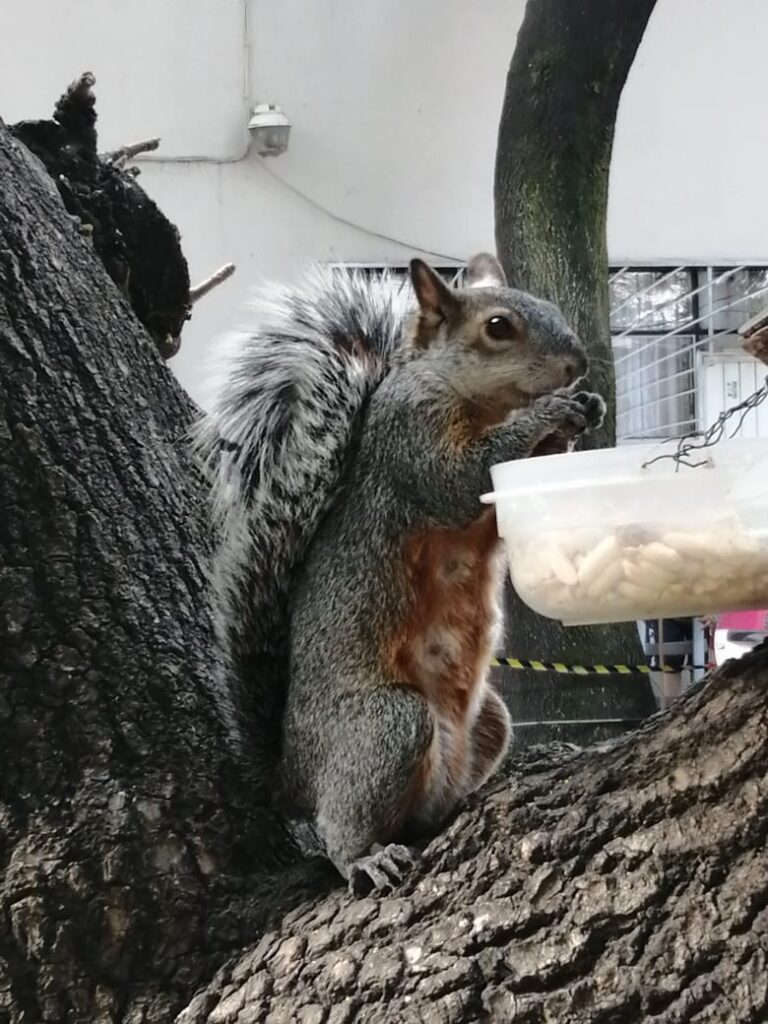 30313 secundaria 8211 escuela de la ciudad de mexico 768x1024