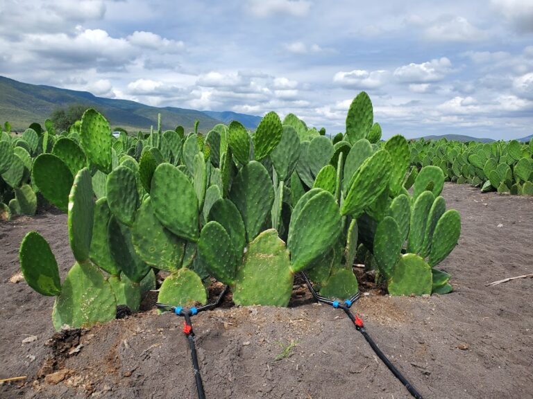 3331 construcciones evergreen 768x576