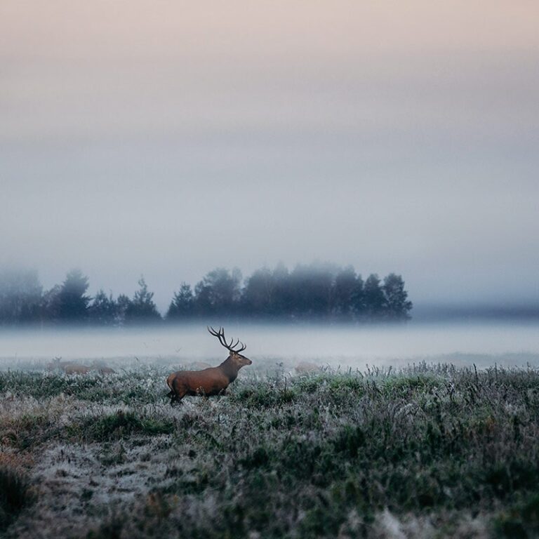 36447 notaria publica 15 768x768