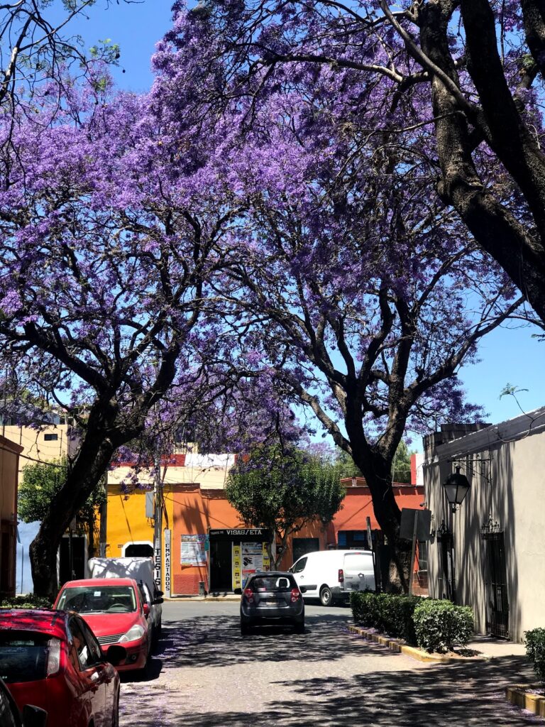 37946 agencia de viajes internacionales tlaxcala 768x1024