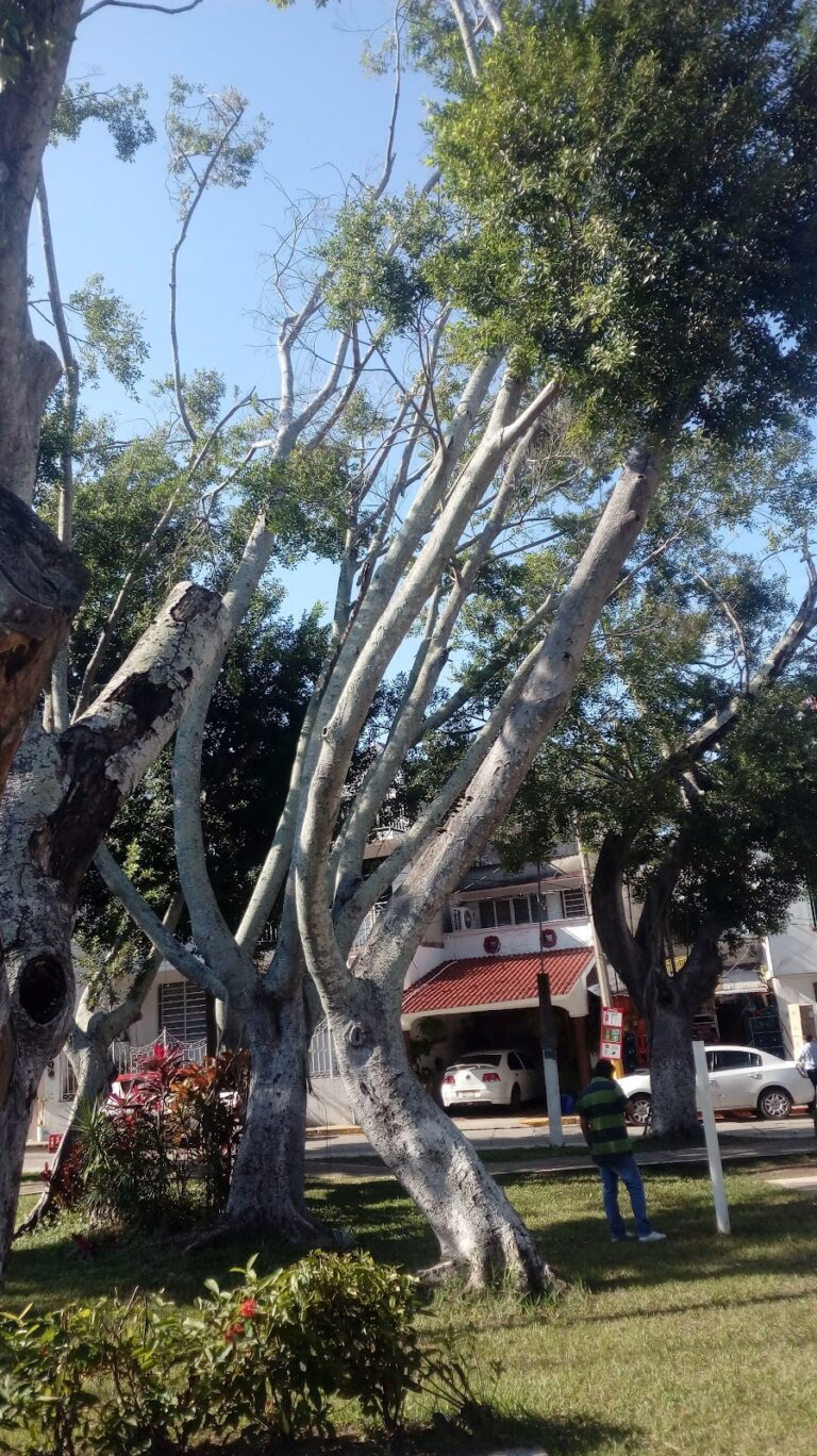 38400 gnp seguros supervisoria villahermosa 768x1368