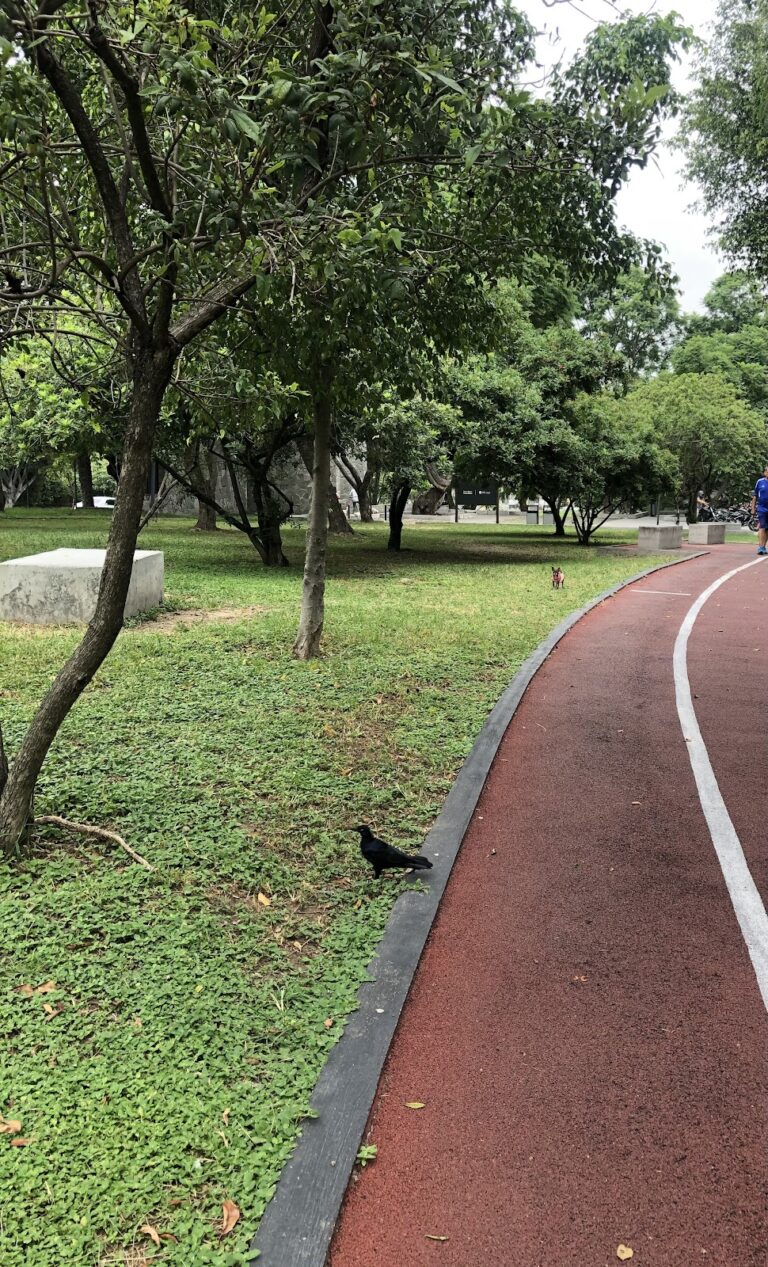 41503 escuela primaria aurelia l. guevara 768x1267