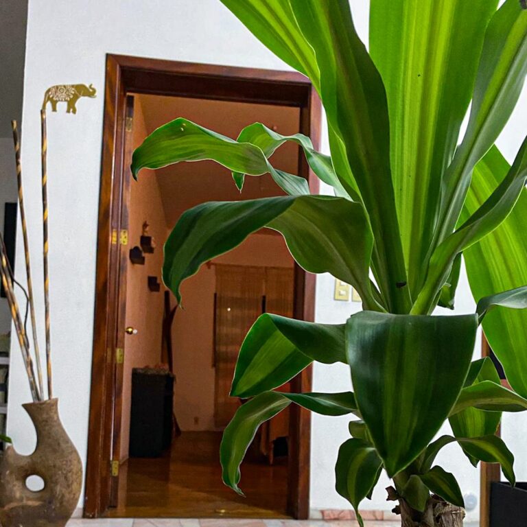 4311 chandan spa 768x768