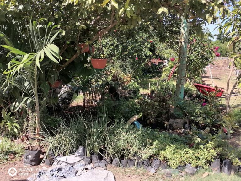 50427 vivero y jardin las palmas 768x576