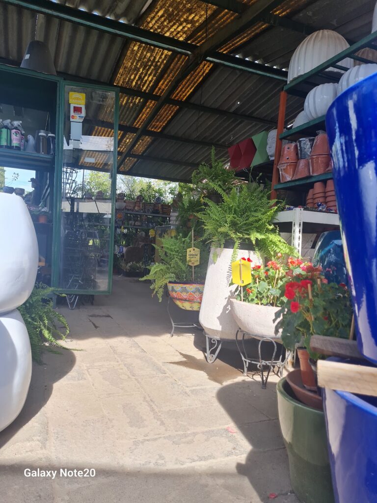 50457 viveros jardines aralia 768x1024