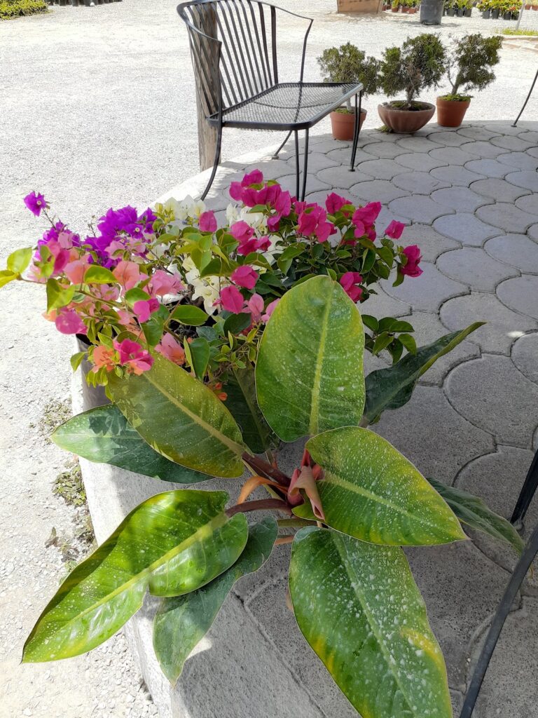 50460 vivero los cabos 768x1024