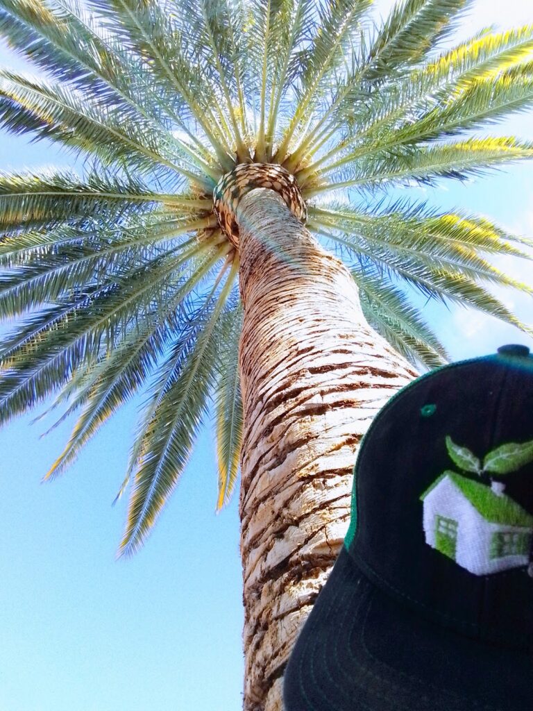 50466 proyecto verde chihuahua 768x1024