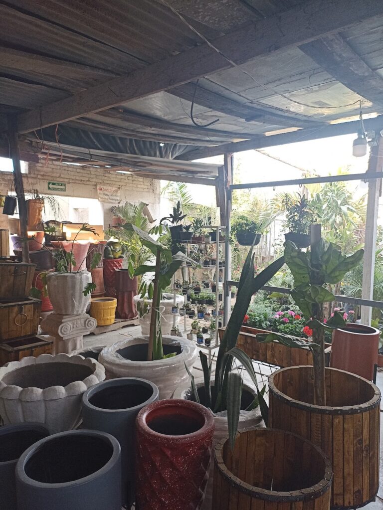 50510 la sra. de las plantas 768x1023