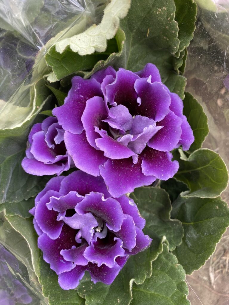 50518 centro jardinero los olivos 768x1024