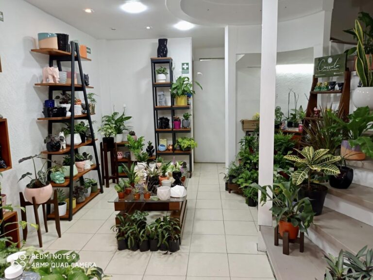 50565 crassula arte en jardineria 768x576