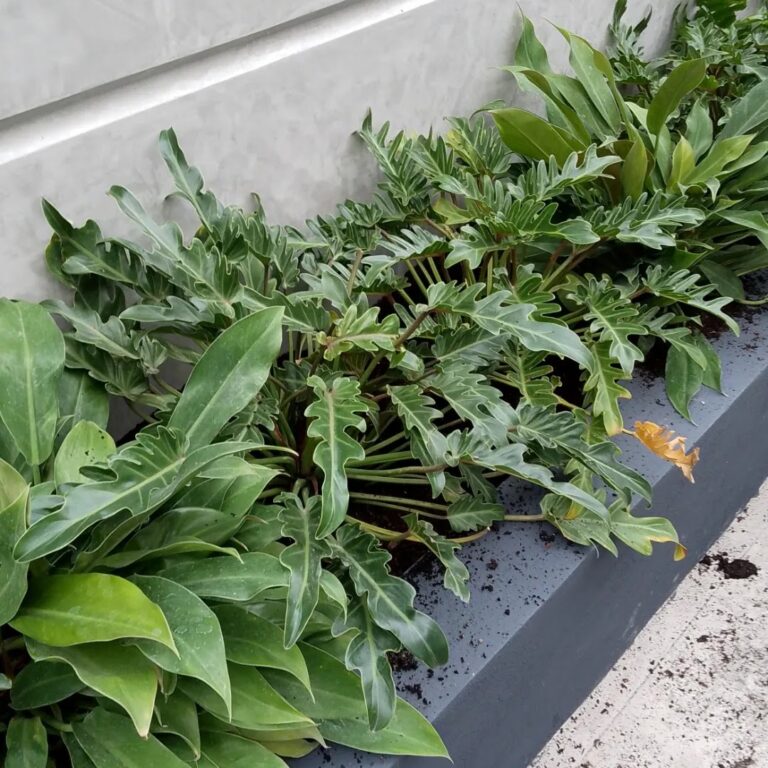 50587 paisajismo la cima 768x768