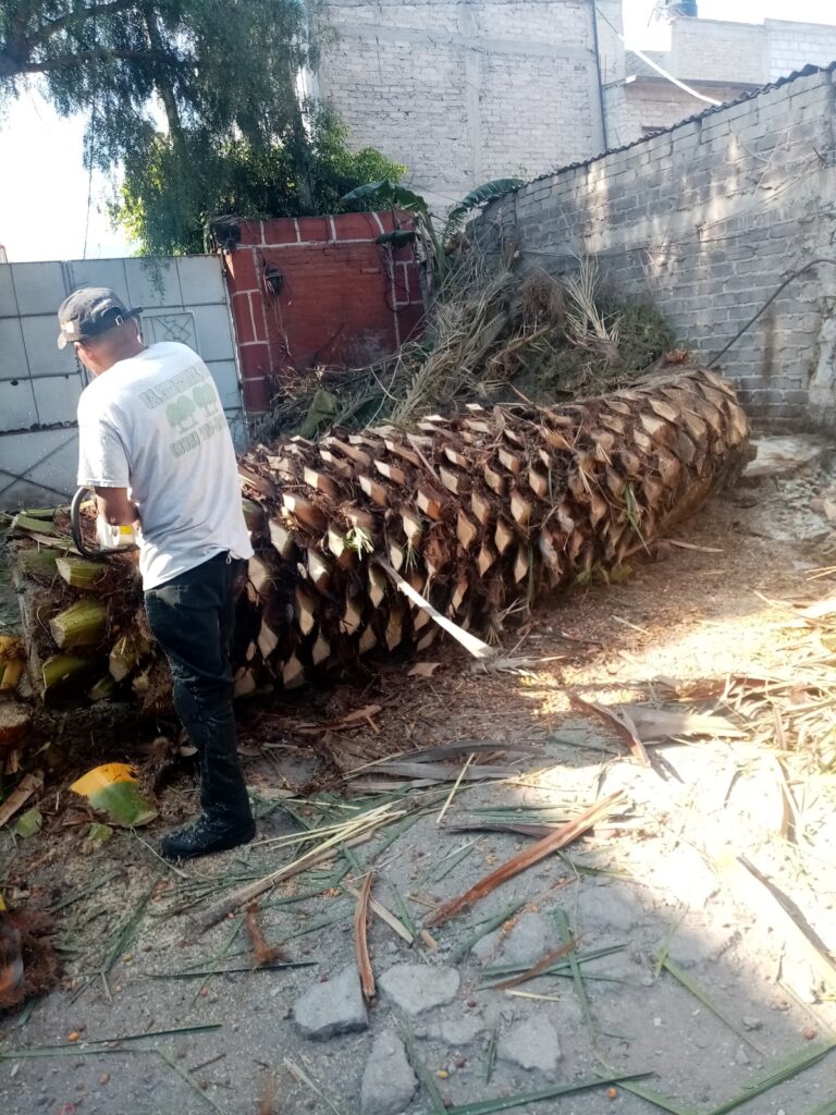 50624 poda y tala de arboles vale 768x1024