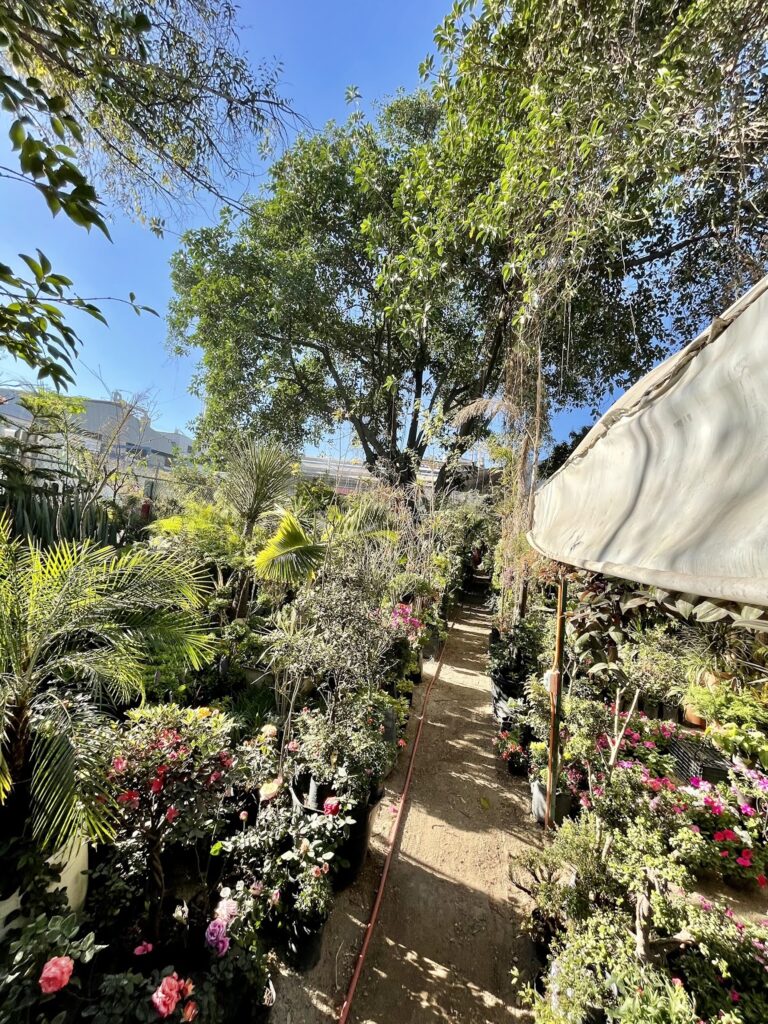 50653 vivero tonala 768x1024